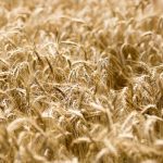 Come Follow Me lesson 13 let him hear