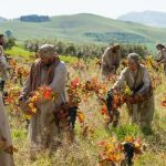 2023 20a laboring_in_the_vineyard