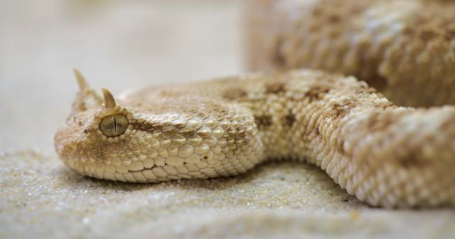 2023 32b reptile_snake