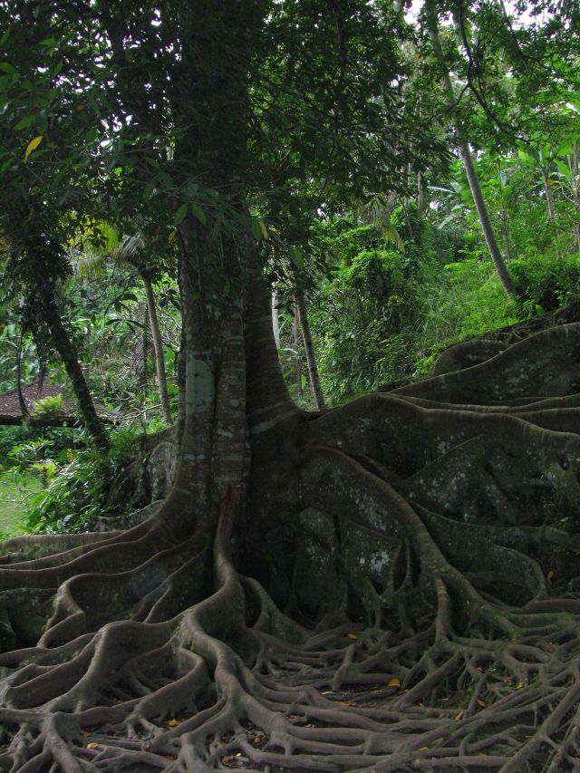 2023 42b bali_forest_tree_roots