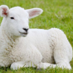 2023 50 (150 × 150 px)