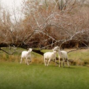 shepherd sheep grass